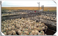 feedlot penned lambs