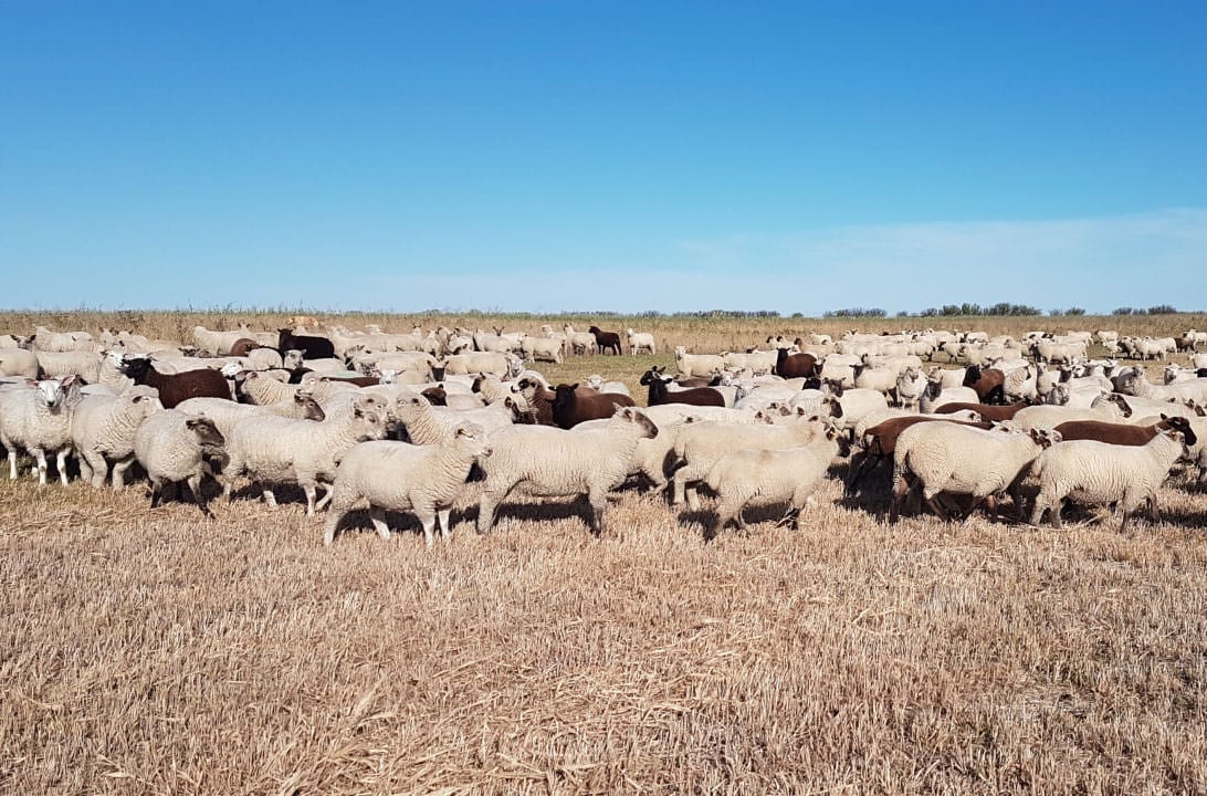 Sustainable Canadian Agriculture Partnership Program (SCAP)