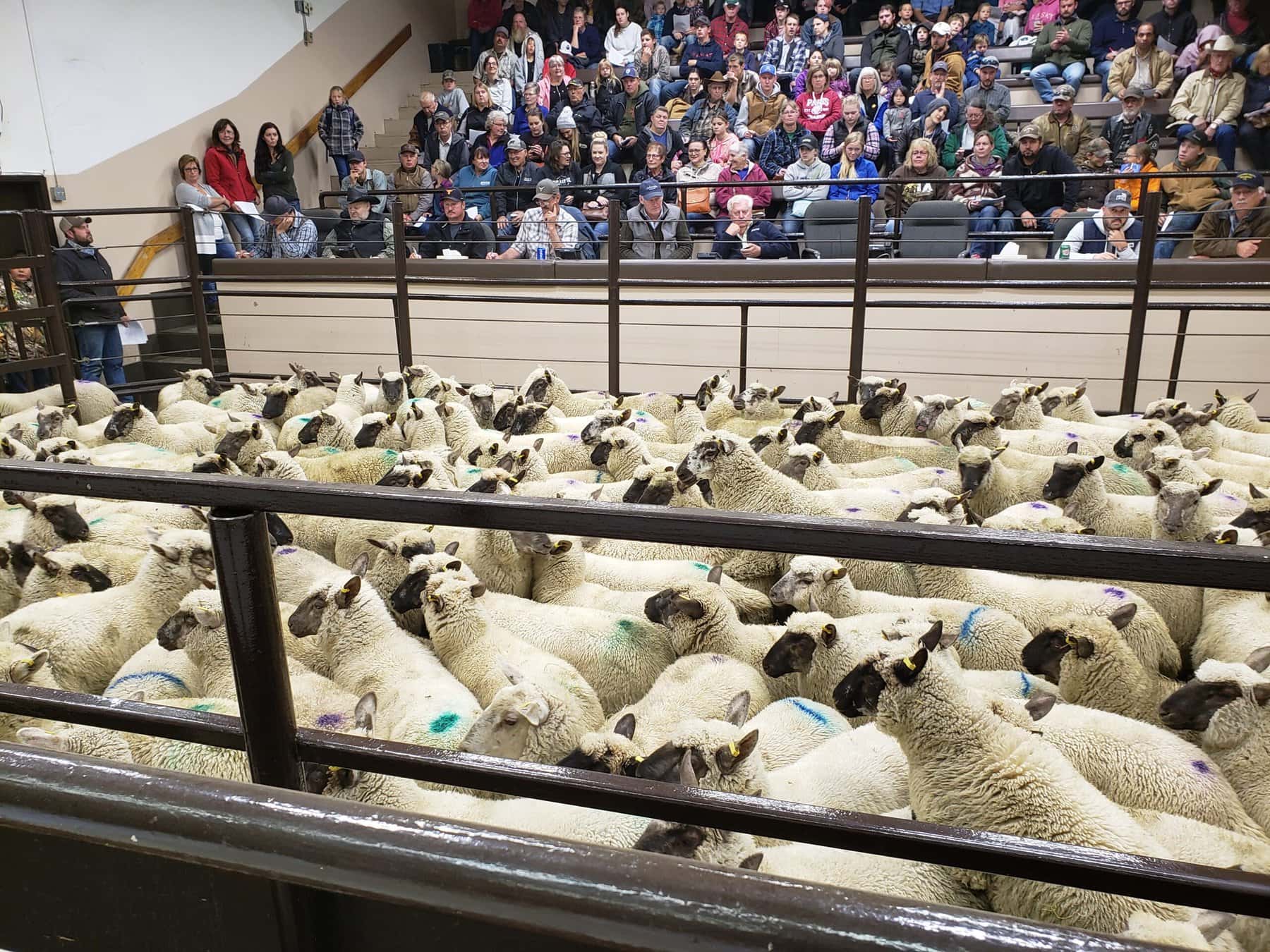 Saskatoon Livestock Sales Presort Sheep and Lamb Sale Saskatchewan