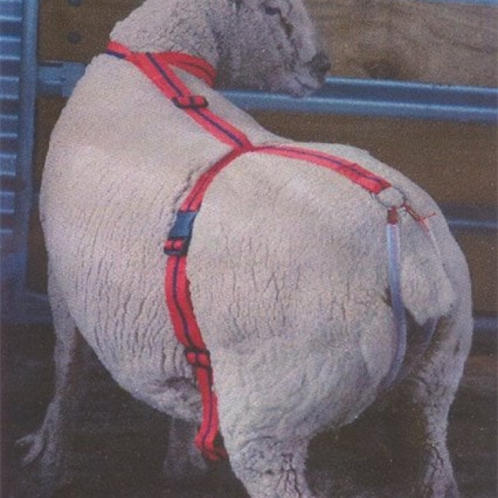 AC376-850 Ewe Prolapse Uterine Support – Paradise Hill Ranch and