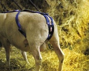 Prolapse Harness with Ewespoon