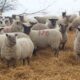 Clun Forest Cross Open Ewes