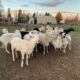 Ewes for Sale