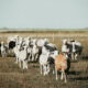 Katahdin/Dorper Cross Ewe Lambs