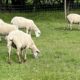 Commercial Ewes For Sale