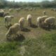 30 Ewe Lambs For Sale