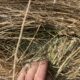 Alfalfa Bales For Sale