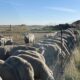 60 Ewes For Sale